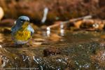 Warbler - 